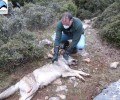 Λάρισα: Ακόμα δύο νεκροί λύκοι, ο ένας πυροβολημένος!